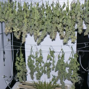 J22 Harvest - 6.JPG