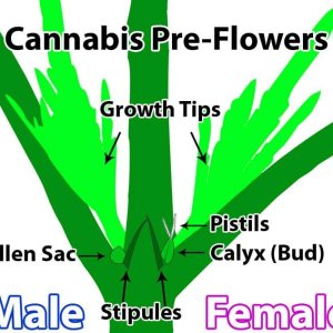 cannabis-preflowers-diagram.jpeg