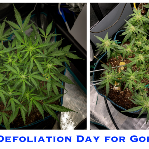 Day 58 GG Defoliate Top Compare.png