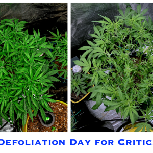 Day 58 CP Defoliate Top Compare.png