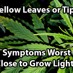 light-burn-cannabis-1.jpg