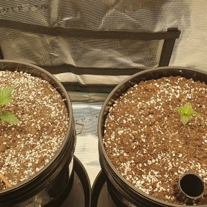 seedlings.jpg