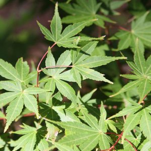 Ben-Kawa-green-leaf-Japanese-maple.jpg