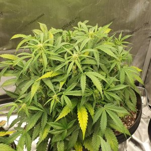 week3flower2.jpg