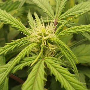 week3flower9.jpg