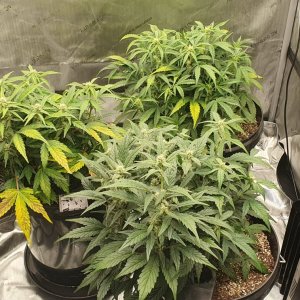 week3flower13.jpg