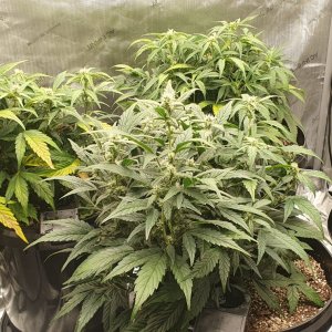 week3flower14.jpg