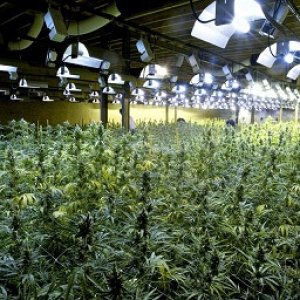 https___static.nieuwsblad.be_Assets_Images_Upload_2016_02_24_KDS_CannabisZandvoorde_100713_2.jpg