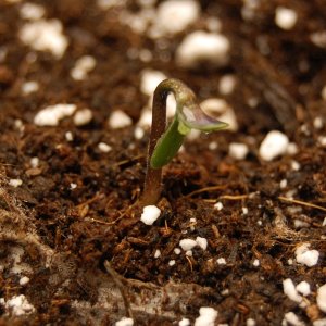 lemongrass-seedling.JPG