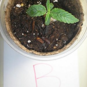 1-20-11_Plant_B