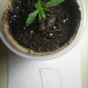 1-20-11_Plant_D