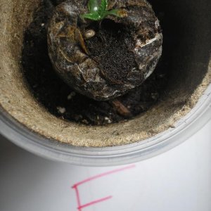 1-20-11_Plant_E