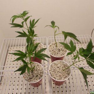 New Clones obtained 1/16/11; 707 Headband left, AlienDawg top right, Holy G