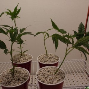 New Clones obtained 1/16/11; 707 Headband left, AlienDawg top right, Holy G