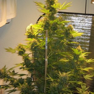 Blue Dream (Day 76 Flowering)