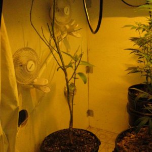 Avacado tree in the grow room