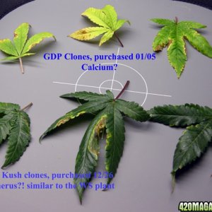 top 3 GDP clones bottom 3 Buba Kush pre 98 clones