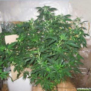 wz-hashplant7