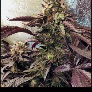 Purple-Bubba-Kush-Greenpoint-Seeds.jpg