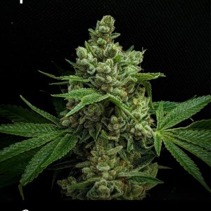 purple-gorilla-cookies-cannabis-strain.jpg