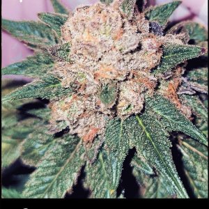 Flowering-Coffee-Crisps-Cannabis-Strain-by-Greenpoint-Seeds-1.jpg