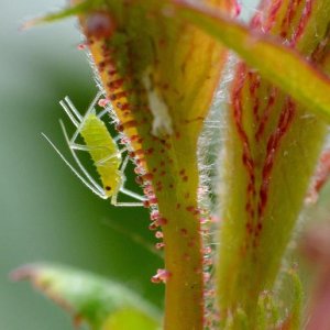 aphid-crop2_full_width.jpg