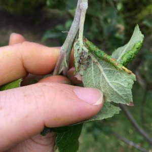 aphids-on-apple-leaf-3_full_width.jpg