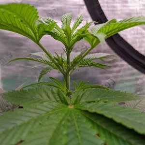 -dabbertglobberfieldherbies-seedsgrandmommy-purple.jpg