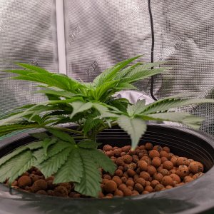 -dabbertglobberfieldherbies-seedsgrandmommy-purple.jpg