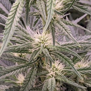 -dabbertglobberfieldherbies-seedsgrandmommy-purple.jpg