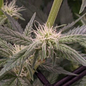 -dabbertglobberfieldherbies-seedsgrandmommy-purple.jpg