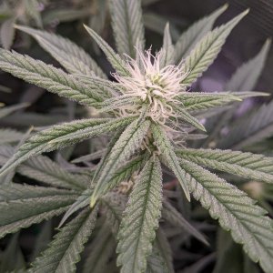 -dabbertglobberfieldherbies-seedsgrandmommy-purple.jpg