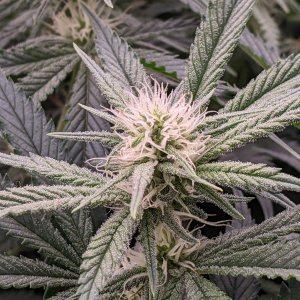 -dabbertglobberfieldherbies-seedsgrandmommy-purple.jpg