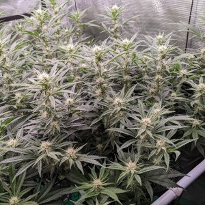 -dabbertglobberfieldherbies-seedsgrandmommy-purple.jpg