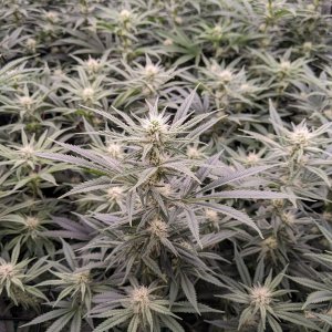 -dabbertglobberfieldherbies-seedsgrandmommy-purple.jpg