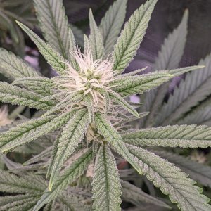 -dabbertglobberfieldherbies-seedsgrandmommy-purple.jpg