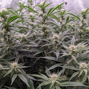 -dabbertglobberfieldherbies-seedsgrandmommy-purple.jpg