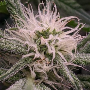 -dabbertglobberfieldherbies-seedsgrandmommy-purple.jpg