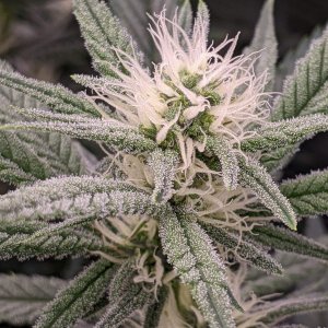 -dabbertglobberfieldherbies-seedsgrandmommy-purple.jpg