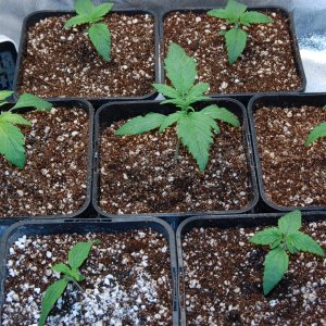 seedlings-chocolate-skunk-lemon-grass-day15.JPG