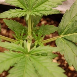 topped-auto-top-bud-sites.JPG