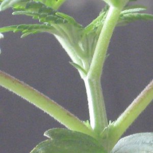 CN-Feyleaf-Preflower.JPG