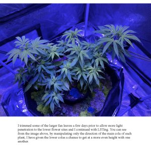 RedTejas' YinYang Grow Journal - 2023_Page_8.jpg