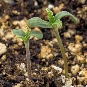 Double seedlings.jpg