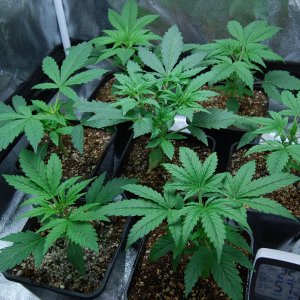 lemon-grass-chocolate-skunk-24days-from-soak.JPG