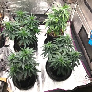 PE clone up-pot2 1-27-23.jpg