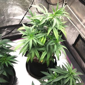 PE clone up-pot1 1-27-23.jpg