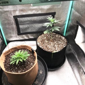 ANX GM clone and Crescendo 1-28-23 D8-39.jpg