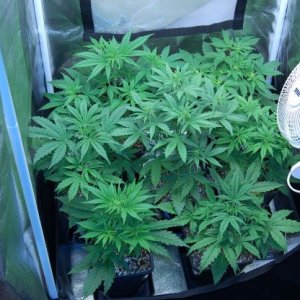 cannabis-plants-in-a-tent-day-30.JPG