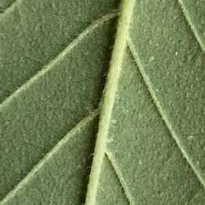 leaf under 1.jpg